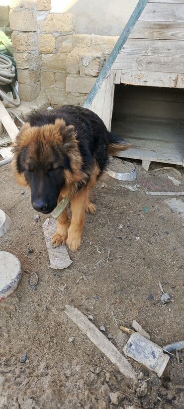 собака отдам в хорошие руки: Alman çoban iti, 1 il, Erkek — 4