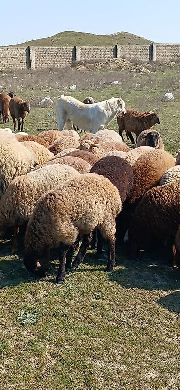 Gəmiricilər: Mal-qara: Qoyun sürüsü Təsvir: - Şəkillərdə müxtəlif rəngli (qonur — 9