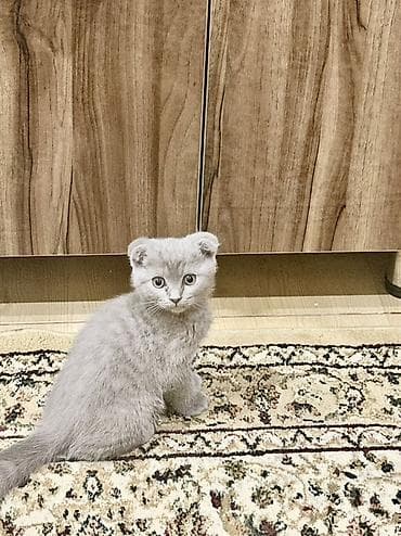 pişik tualeti: Şotland yastı qulaq — 2