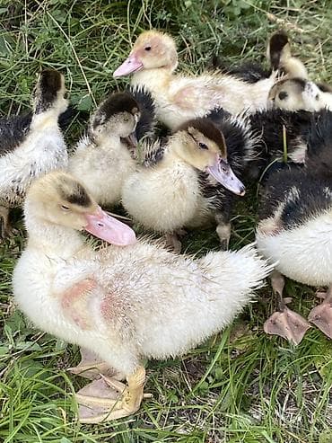 en yaxsi bugda sortu: Musk ördəyi (indo duck) cücələri - Cins: Muskoviy (misk ördəyi) – — 3