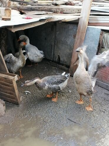 Gəmiricilər: Qazlar satilir. Biri 50 azn. 4 ededi. Real alici olsa cuzi endirim — 3