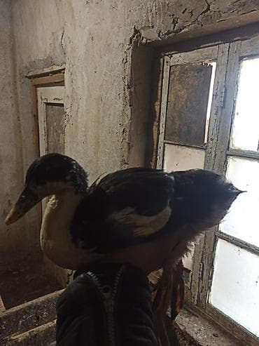 yeher satisi: 11 əd ördək hamısı bir yerdə satılır — 2