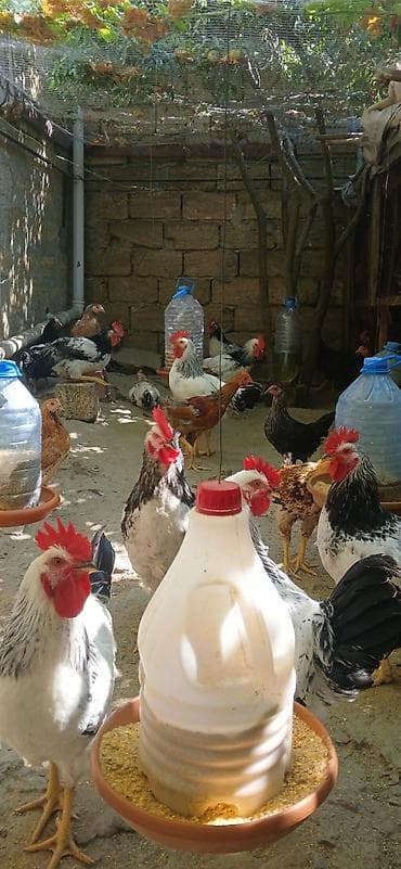 qaşqaldağ quşu: Xoruz 20 manat — 5