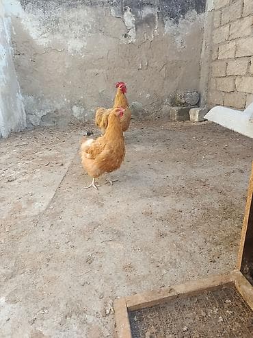 sort toyuqlar: Toyuq, Orpington, Damazlıq, Ödənişli çatdırılma — 3