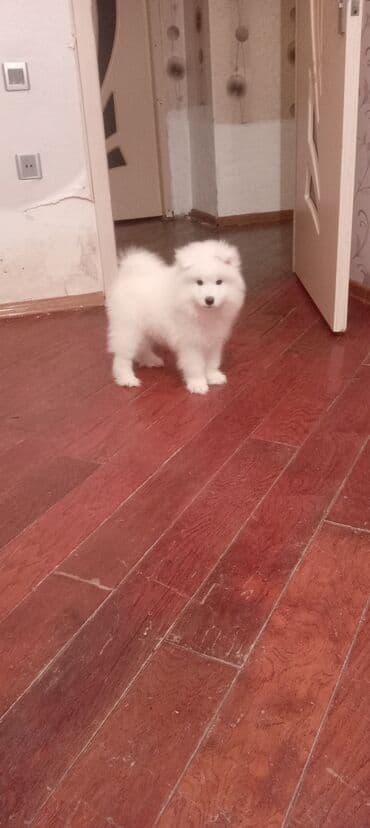 it adlari erkek: Samoyed — 2