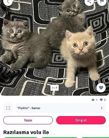 ana bala inək: Britan — 4