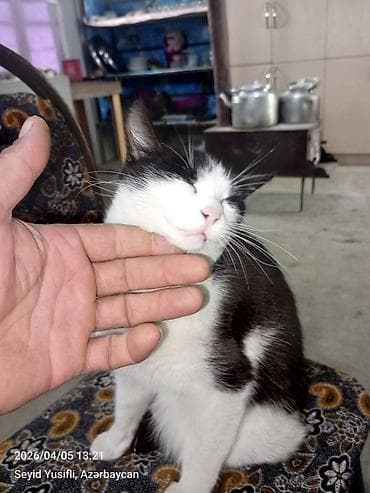 tuklu pişiklər: Yaxşı əllərə — 7