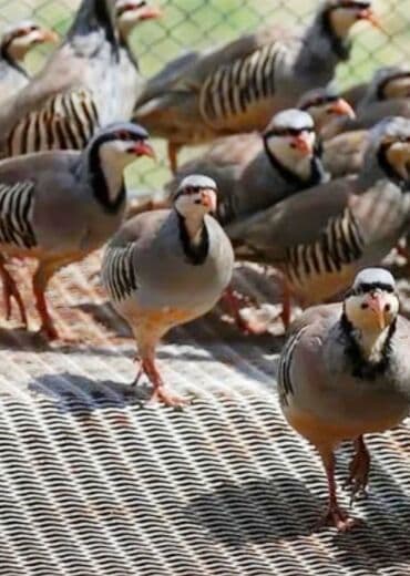 keçi buynuzu qiyməti: Bir illik kəklik 4 ədədi satılir dişidi biri 27 man istəyən olsa — 1