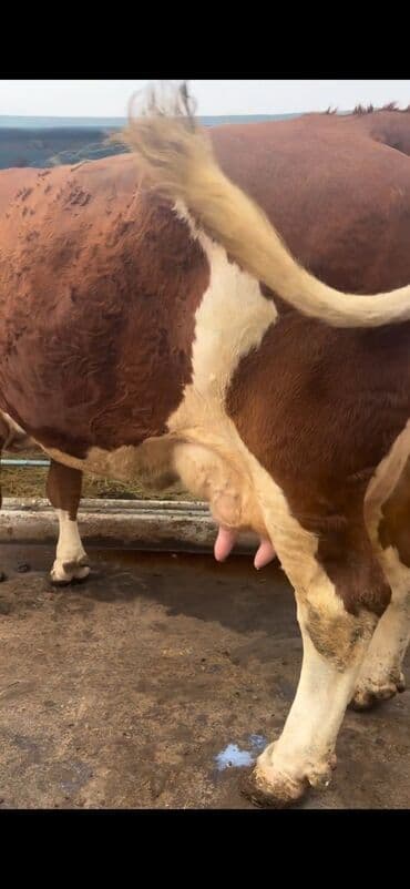Digər kənd təsərrüfatı heyvanları: Simental cinsi inək - Rəng: qırmızı-ağ ala - Südçülük istiqaməti, iri — 2