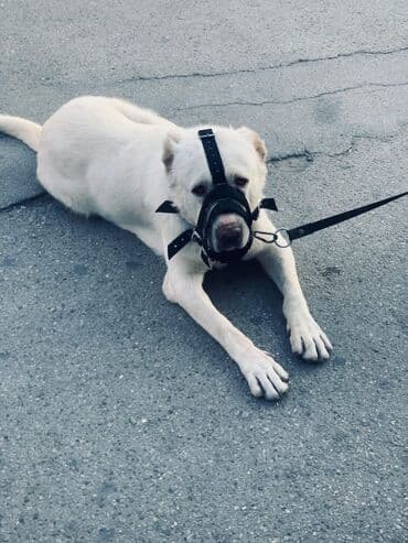 it balasi satilir: Alabay, Erkek, Cütləşmə üçün — 2