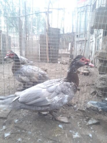 Рыбы: Самец, | Lal ordek, Для разведения, Самовывоз at lalafo.az — 3 Рыбы: Самец, | Lal ordek, Для разведения, Самовывоз — 3