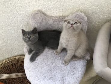 породистые котята даром: Шотландская, Самец, Самка, Самовывоз — 25