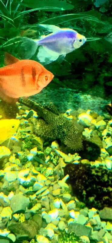 ucuz akvarium baliqlari: Dördbucaq akvarium, Balıqlarla birlikdə, 100 l — 6