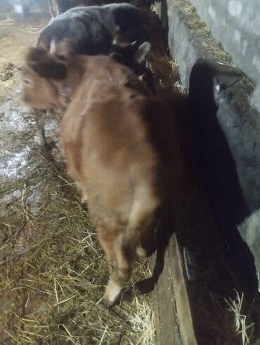 peleng sekili: Satışda cavan buzovlar - Növ: iri buynuzlu heyvan, cavan buzovlar - — 5