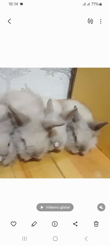 bala dovşanlar: Akor balası kom satılır 7 m — 2