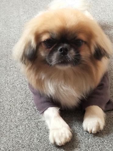 it alanlar: Pekines, 1 il, Dişi, Ünvandan götürmə — 2
