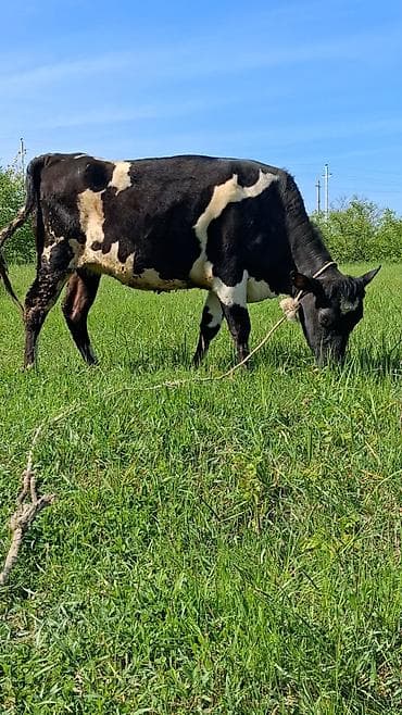 cins inək: Dişi, Simental, il: 6, Südlük, Ünvandan götürmə — 2