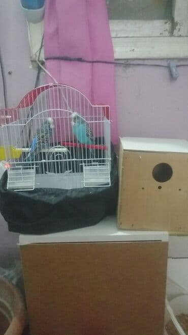 попугай ара цена: Попугаи — 27