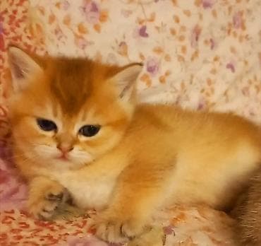 qus yuvasi satisi: Britan, Erkək, Yaxşı əllərə, Ünvandan götürmə — 3