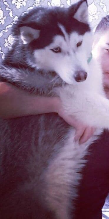 объявление о продаже собаки: Хаски — 2