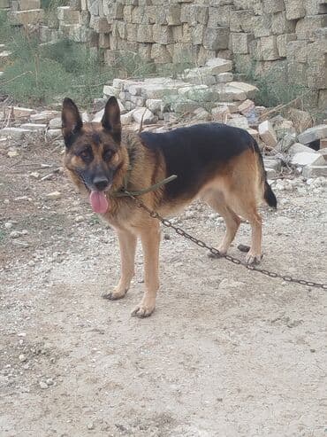 it darağı: Alman çoban iti, 2 il, Erkek, Peyvəndli — 1