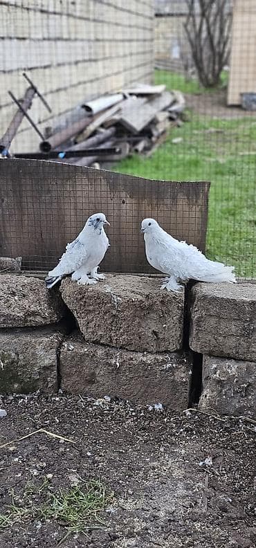 iran qusu: Disi erkwy — 1