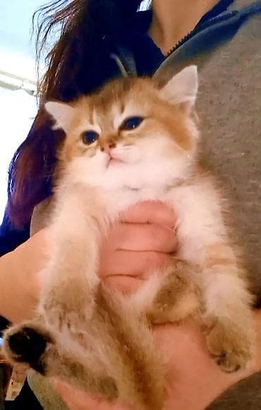 siyamski pişik: Britan, Dişi, Yaxşı əllərə, Ünvandan götürmə — 4