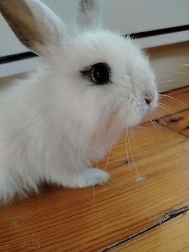 hovsanda cuce satisi: Hollant mini lop,tam sağlamdı,ev şəraitində saxlanılıb,vp:051 927 25 — 3