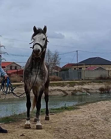 at şəkilləri: Satılır: Boz rəngli minik/qaçış atı - Rəng: boz (xallı-boz tonlar) - — 2