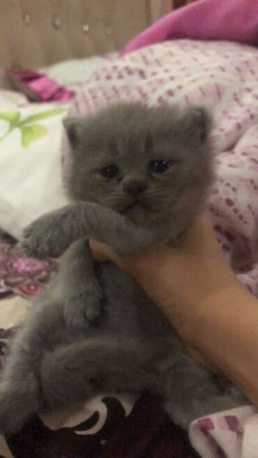 şotlan pişik: Şotland yastı qulaq, Erkək, Dişi, Yaxşı əllərə, Ünvandan götürmə, Pulsuz çatdırılma, Ödənişli çatdırılma — 159