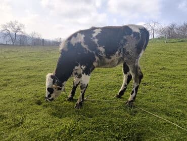 arpa qiymeti 2022: 1 ci qarına Fevralın axırları doğmalıdır,Anası 10-15 litr süd verirdi — 4