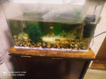 ucuz it yemleri: Dördbucaq akvarium, Balıqlarla birlikdə, 75 l — 2