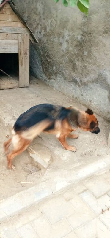 немецкая овчарка цена в баку: Немецкая овчарка — 2