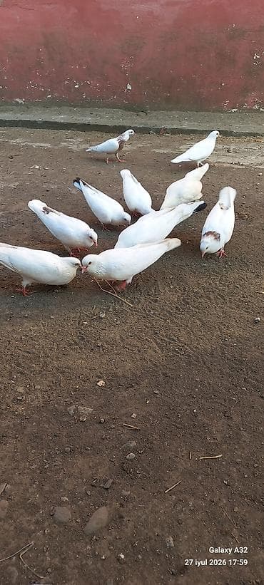 sabuncu quş bazarı: Unvan Lənkəran.Bakıya 20yanvara və bəzi rayonlara çatdırılma — 4