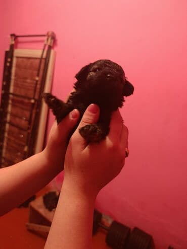 it evi: Pudel, 2 ay — 6