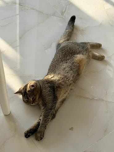 Tabbi, Dişi, Ünvandan götürmə, Ödənişli çatdırılma