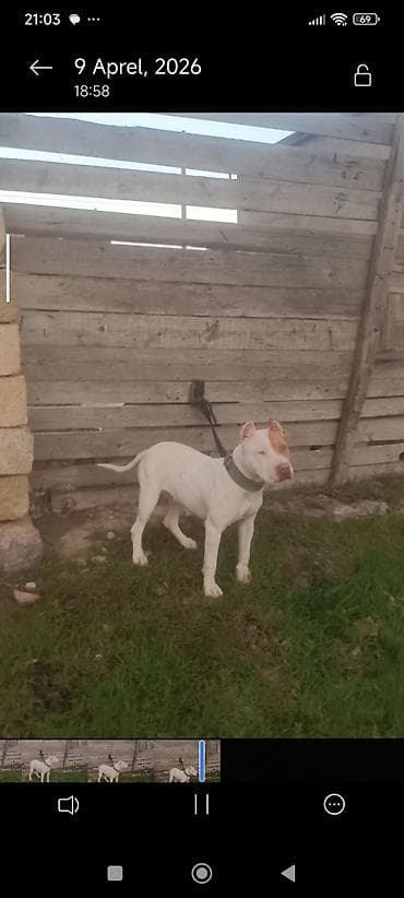 it ev: Kanqal, 9 ay, Dişi — 6