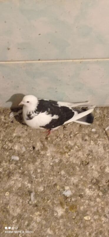 Beli çəp erkək tam sağlam heyvan dı real alıcı narahat etsin