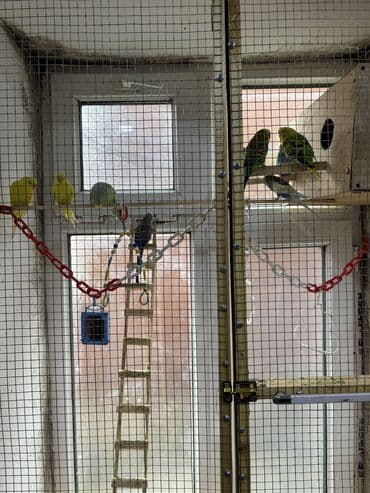 Digər heyvanlar: Satılır: 10 ədəd ev şəraitində baxılmış dalmatian/budgerigar — 1