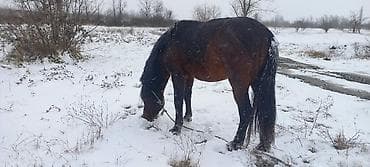 pudel ucuz: Erkək, il: 10 — 4