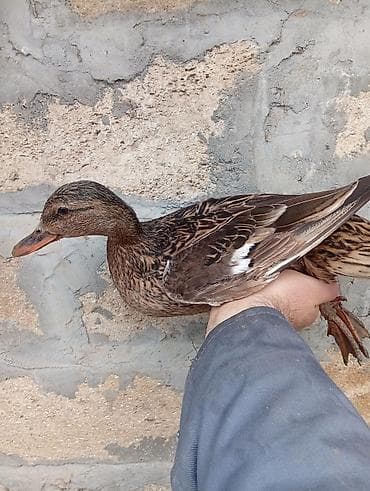 Keçilər, çəpişlər: Salam,təmiz çöl ördekleri satilir,həyət şaraitine tam oyresibler - — 5