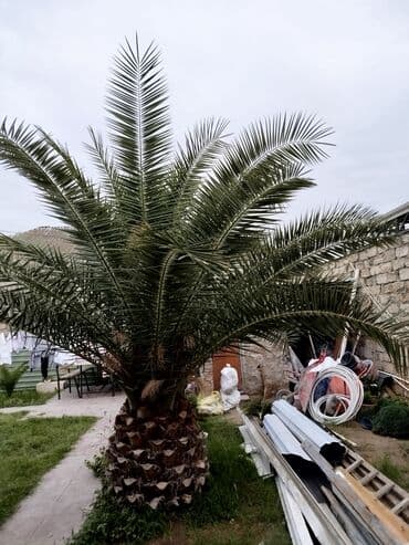 devedabani bitkisi: Bu palma ağacı qalın, qəhvəyi gövdəsi və geniş, tünd yaşıl yarpaqları — 1