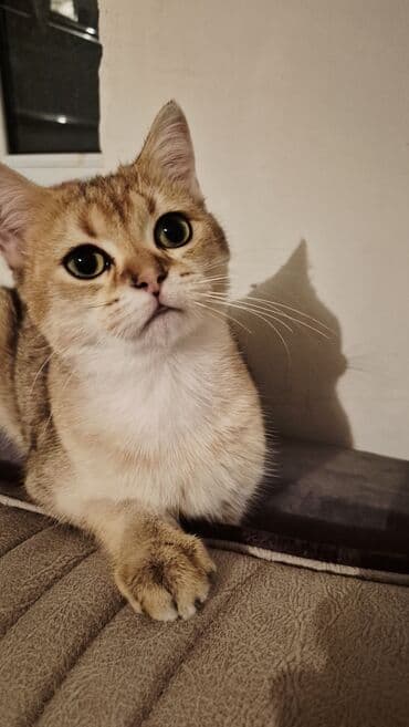 pişik etibarlı əllərə verilir: Qızıl şinşilla, Erkək, Cütləşmə üçün — 5