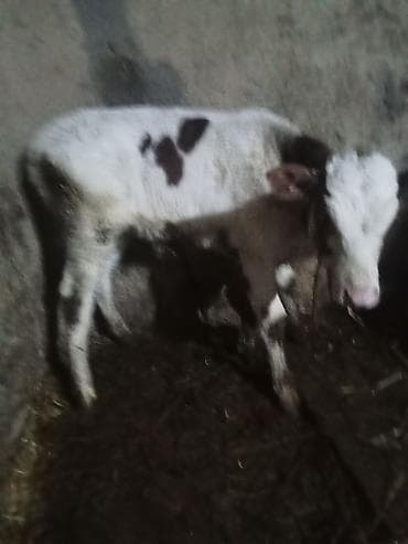 Коровы, быки: Birc qarin dügedi ciddi şexsler zeng vursun — 9