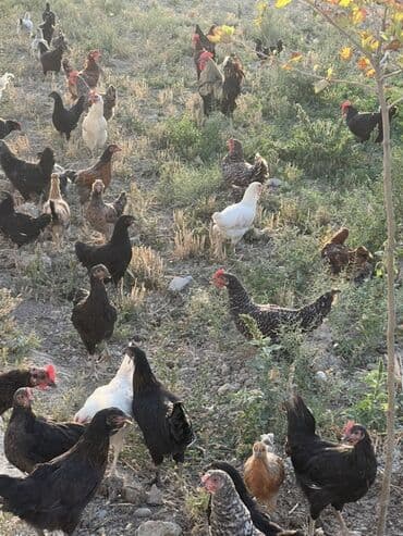 cücə və xoruz: Toyuq, Australorp, Brama, Damazlıq, Ünvandan götürmə — 7
