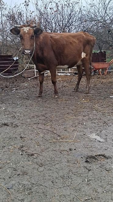 Inəklər, öküzlər: Dişi, Simental, il: 4, Ünvandan götürmə — 2