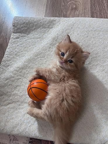 munchkin pişik: Pişik balası – şirin, zəncəfil rəngli, uzun tüklü - Növ: ev pişiyi — 2