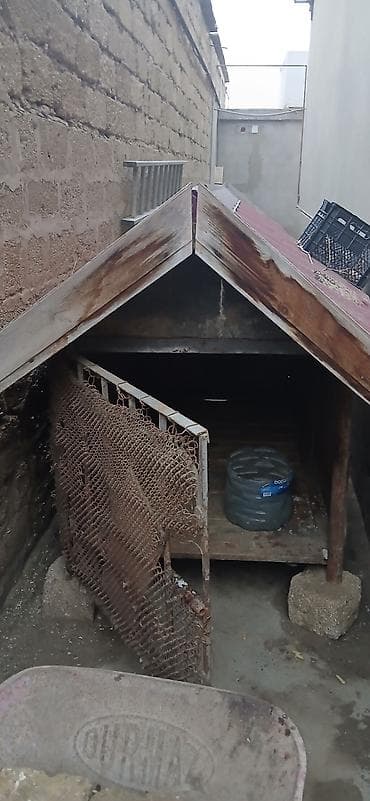 kreditle heyvan satisi: Alman çoban iti — 9