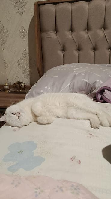 retriever satilir: Satilir ag britan tik qulaq sakitdi agillidi qum terbiyyesi — 6