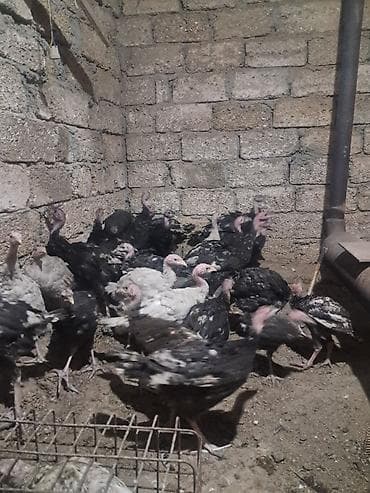 qus qefesi: Salam Tam Sağlam Amerkan bronz hinduşkalardir 2 ay yarimliq Hövsan — 5